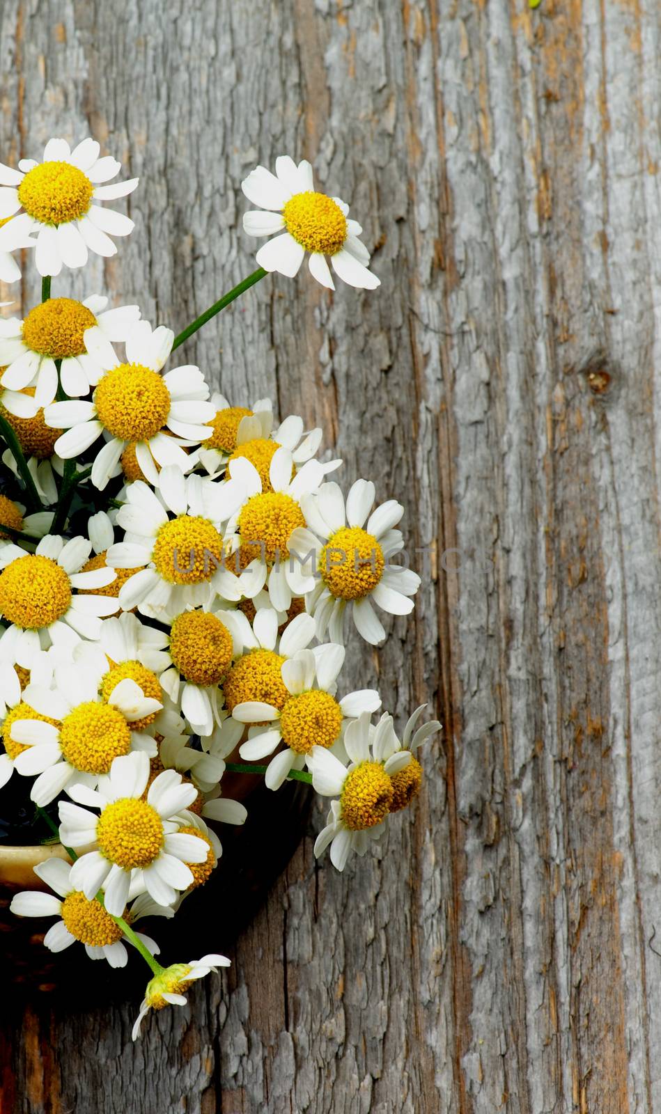 Bouquet of Garden Small Camomiles in Ceramic Bowl Cross Section on Rustic Wooden background