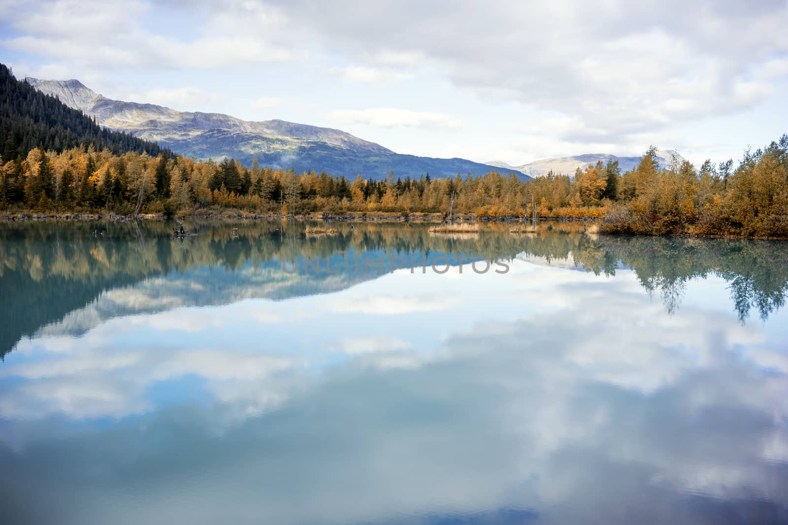 Alaska Autumn - Aspen Forest Lake Reflection by leieng