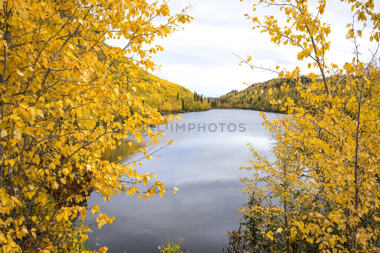 Alaska Autumn - Aspen Forest by leieng