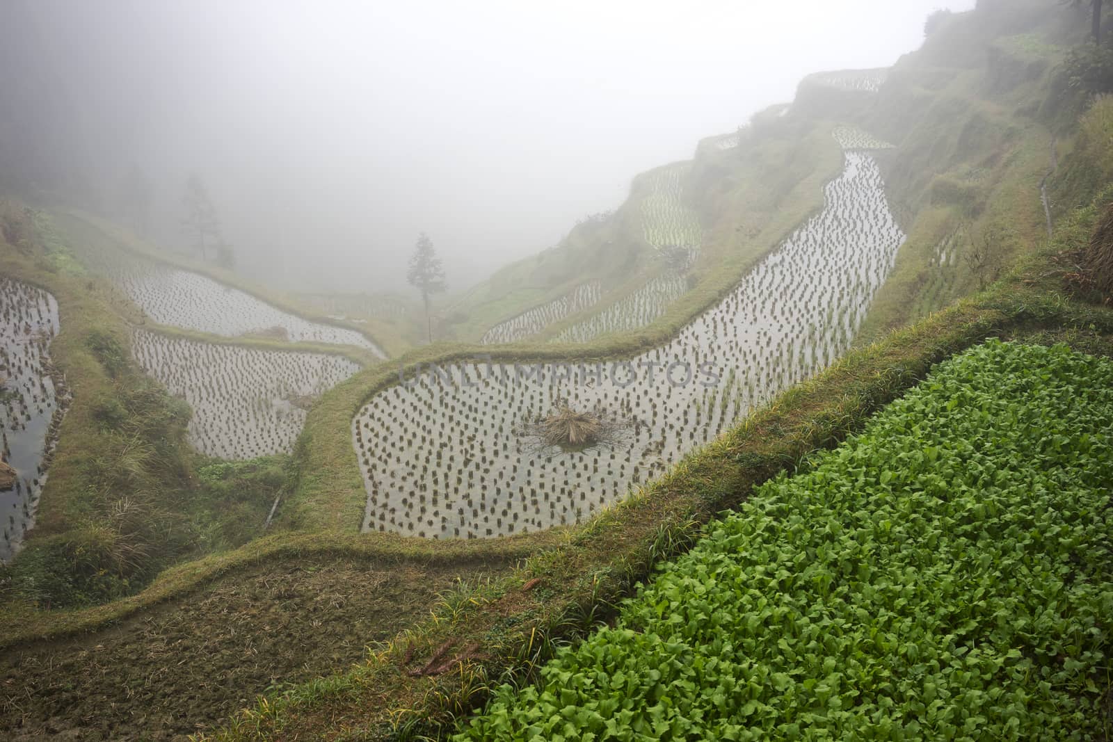Rice Tarrace in Morning Fog - Remote Asia by leieng