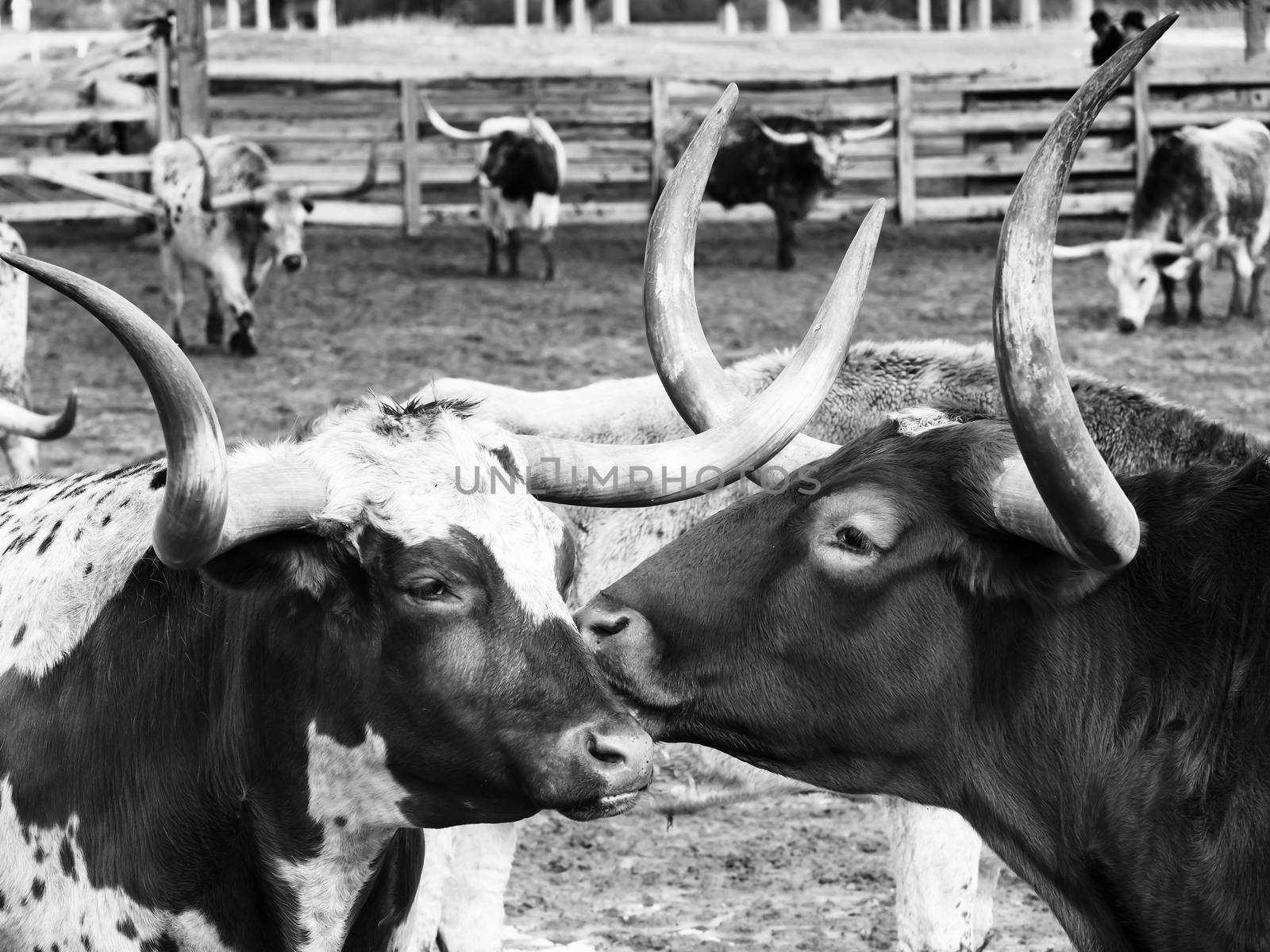 Long Horns kissing each other, Texas