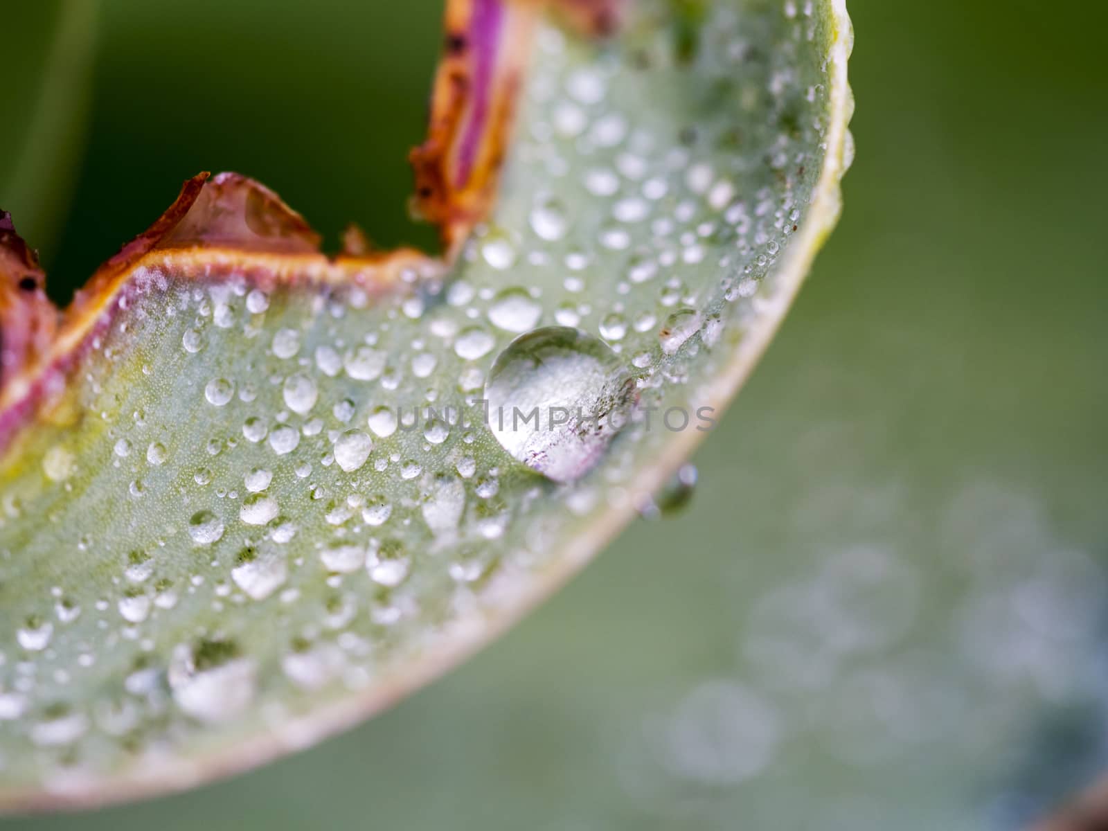 Rose Leaf Close Up - Morning Dew by leieng