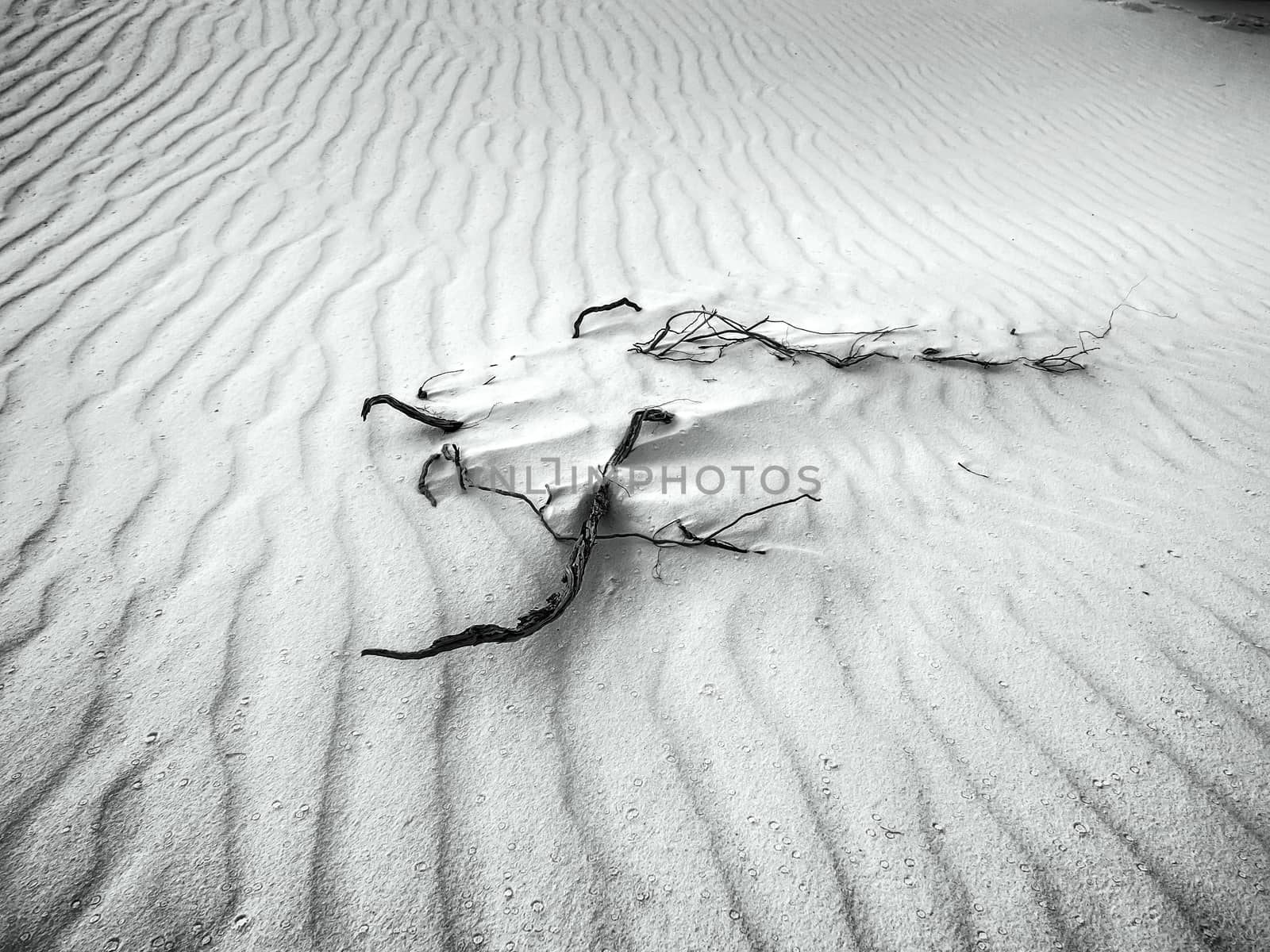 White Sands in Black & White by leieng