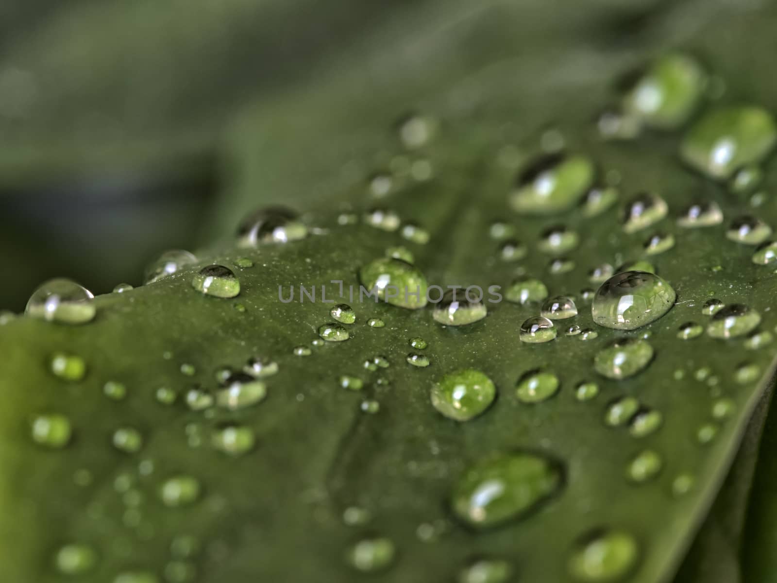 Leaf Close Up - Morning Dew by leieng