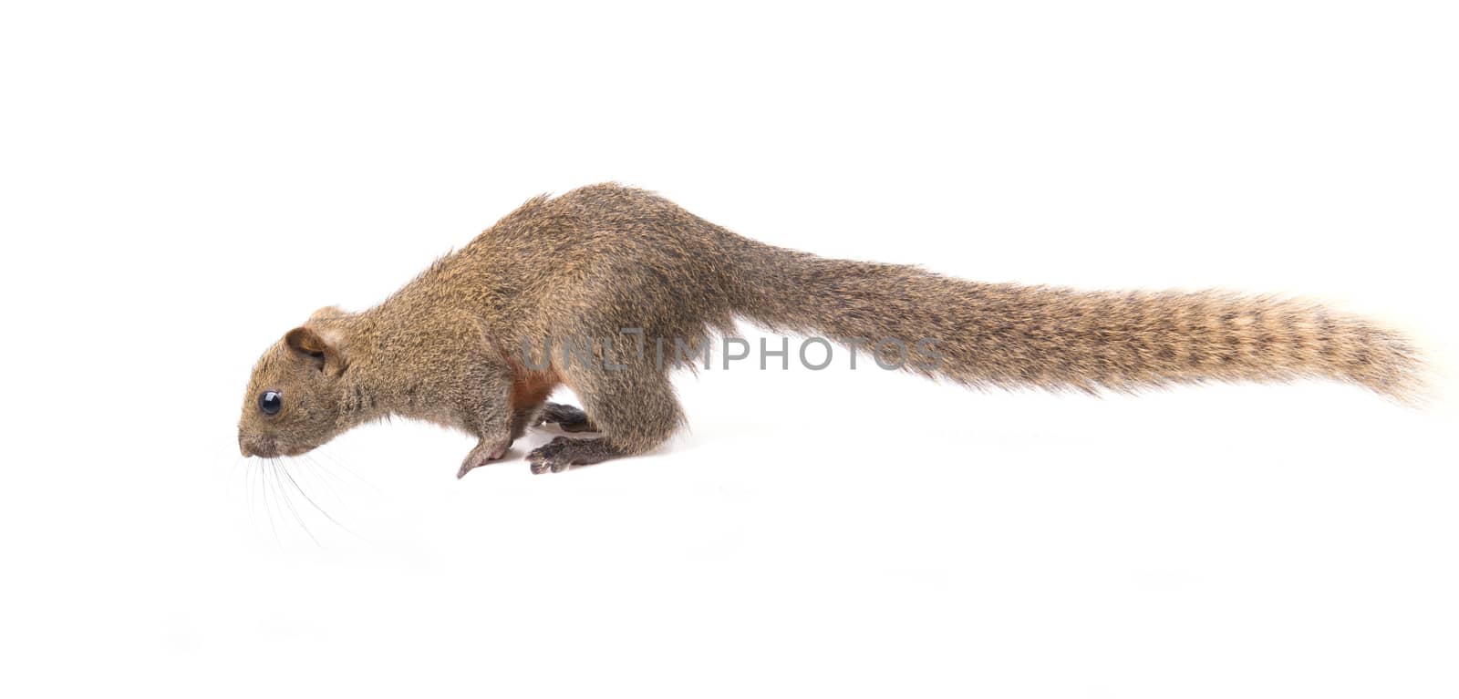 Red-bellied squirrel sit on white background