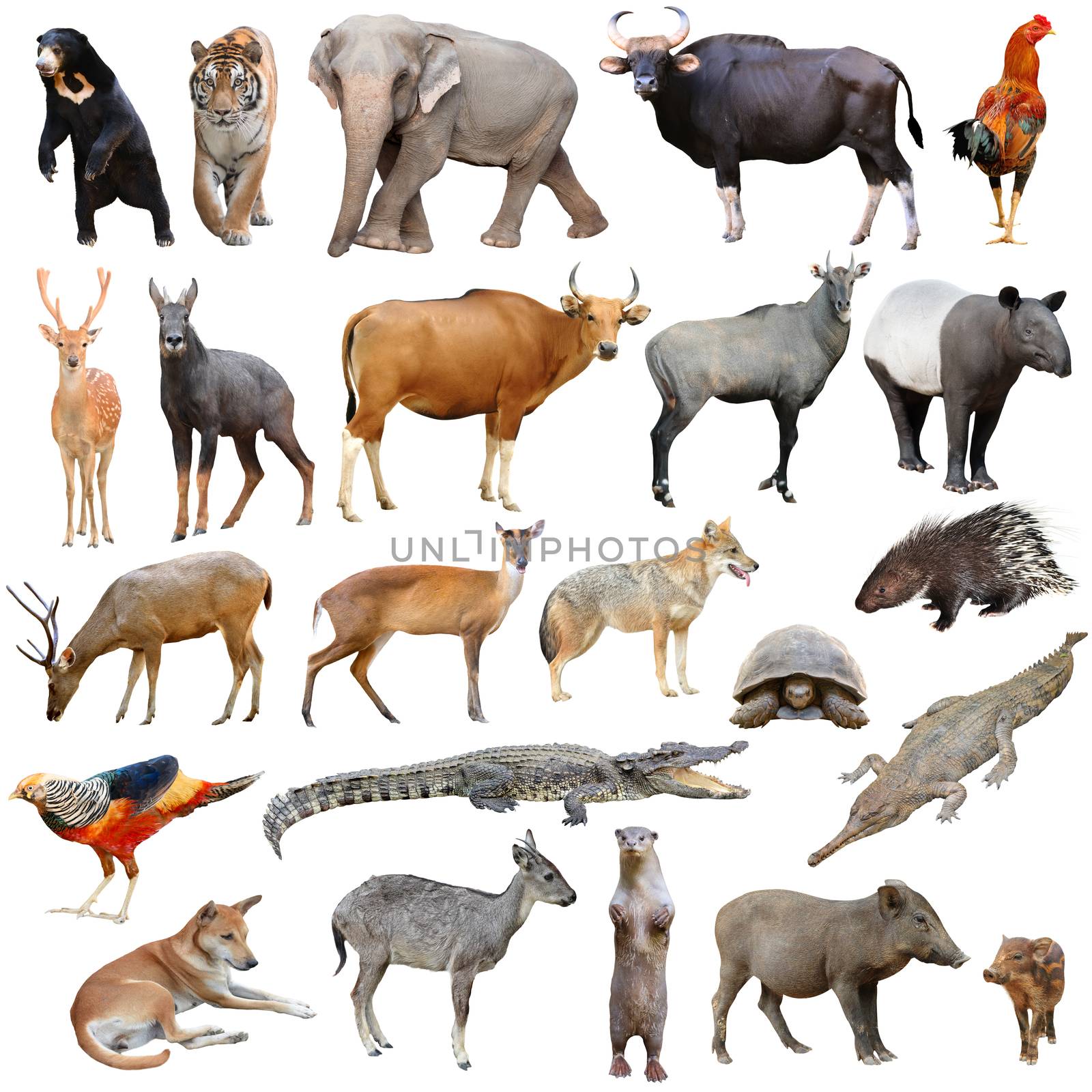 asia animals isolated by anankkml