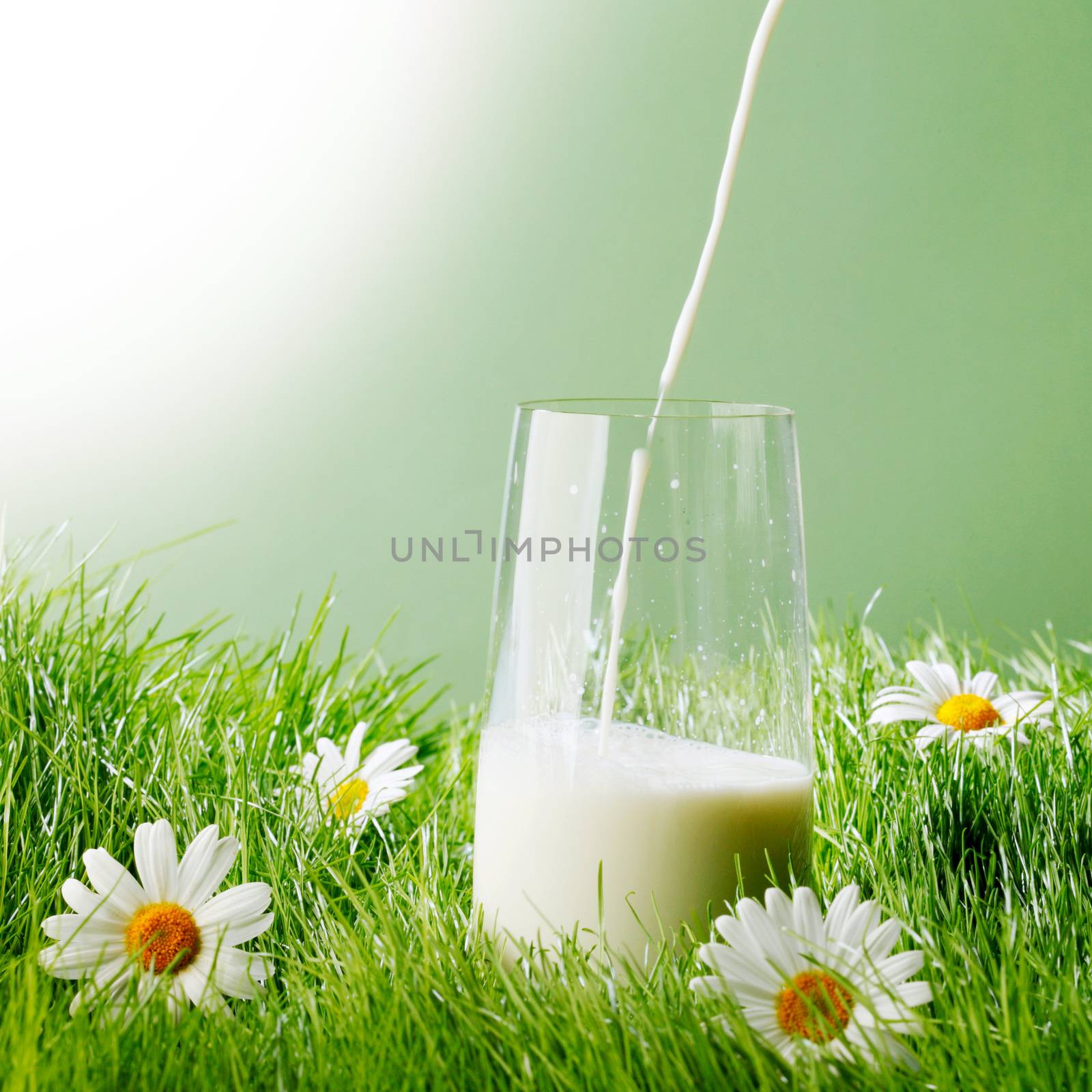 Pouring milk in a glass by Yellowj