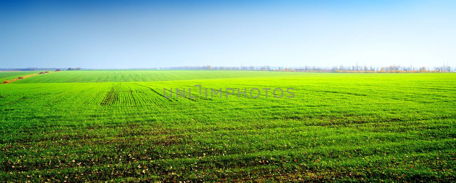 Field of green winter crops and clear sky