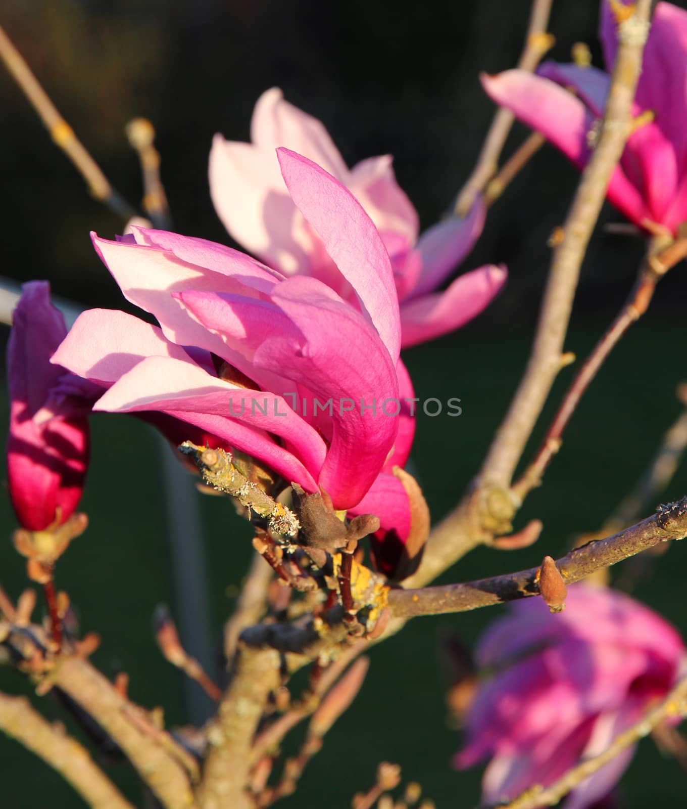 Blooming pink magnolia flowers in spring in the evening sunlight