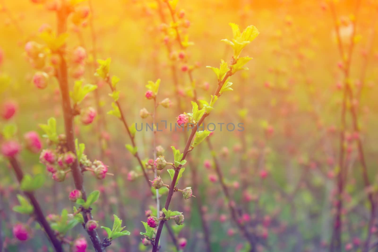 branch with little pink flowers, twig shrub with small pink flowers, flowers in the garden at springtime 