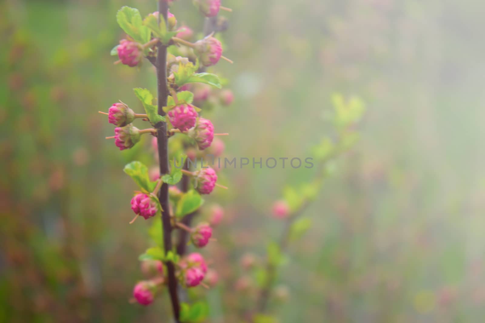 branch with little pink flowers, twig shrub with small pink flowers, flowers in the garden at springtime on the green background.