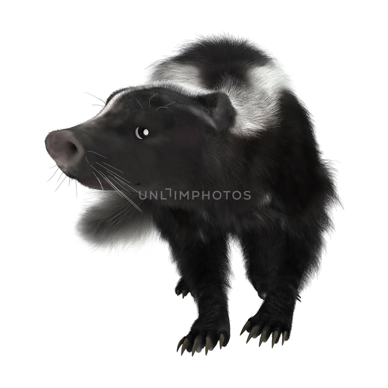 3D digital render of a cute skunk isolated on white background
