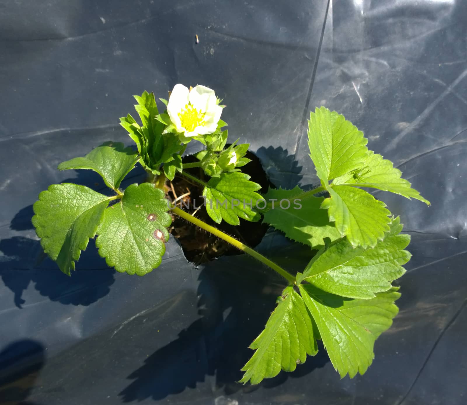 Growing strawberries.