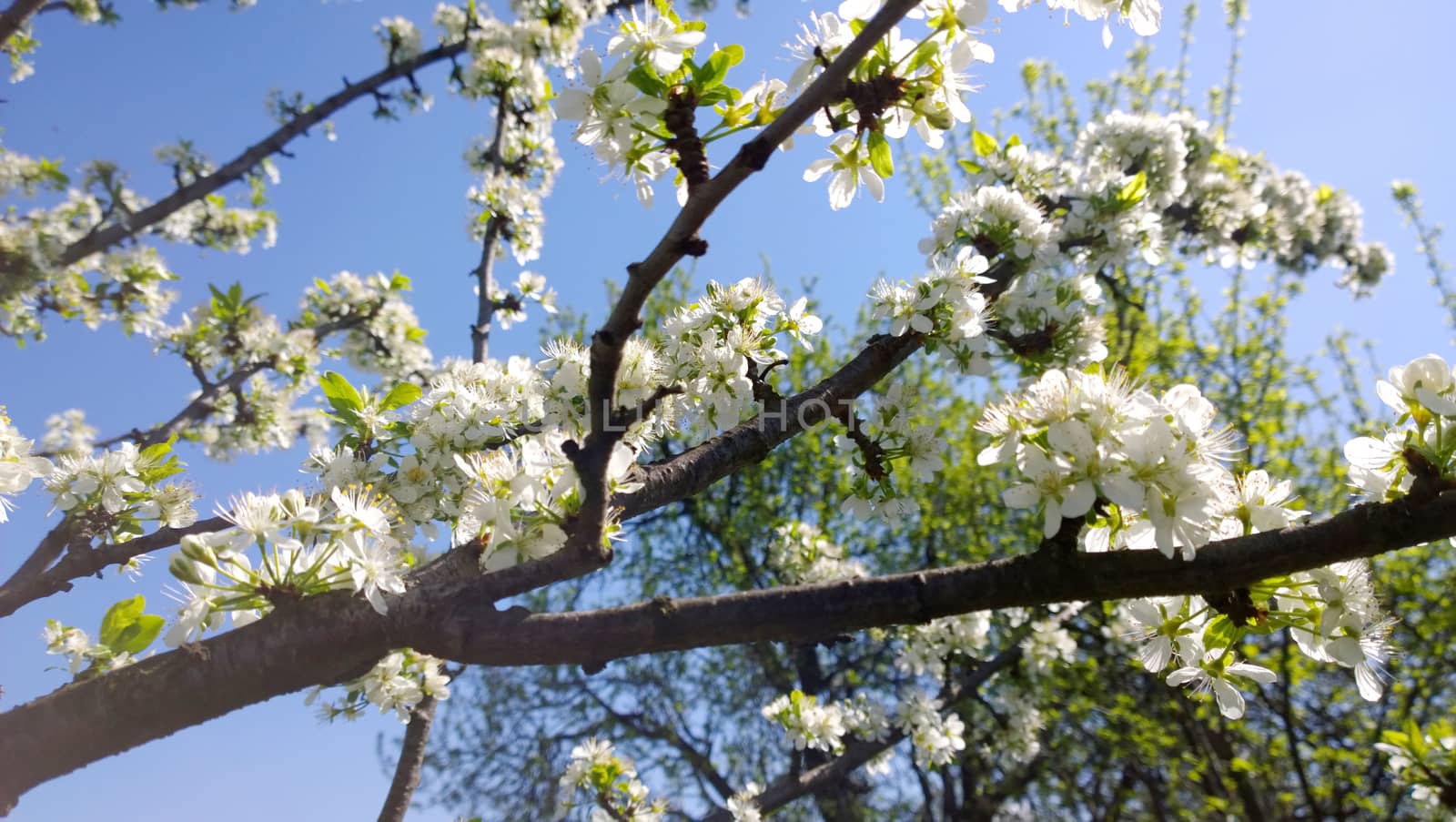 Spring Cherry Blossom.