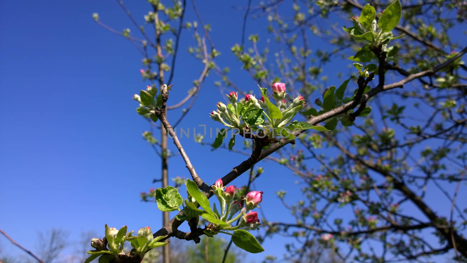 Spring Cherry Blossom.