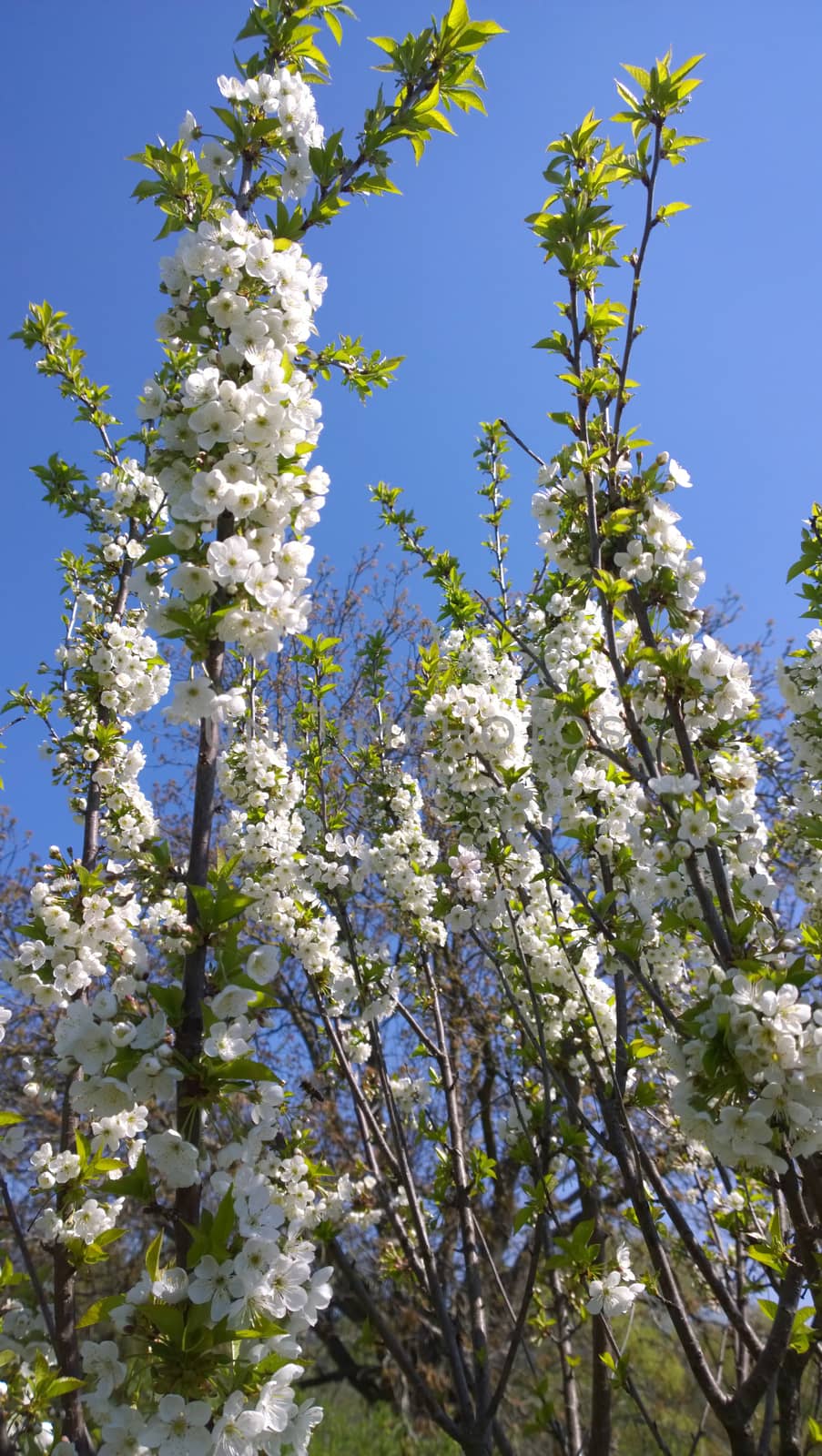 Spring Cherry Blossom.