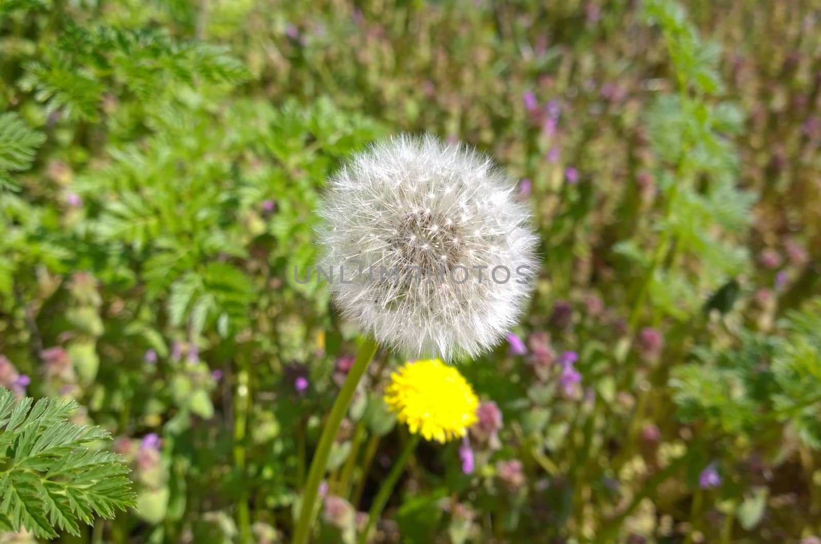 Yellow Dandelion Flowers.