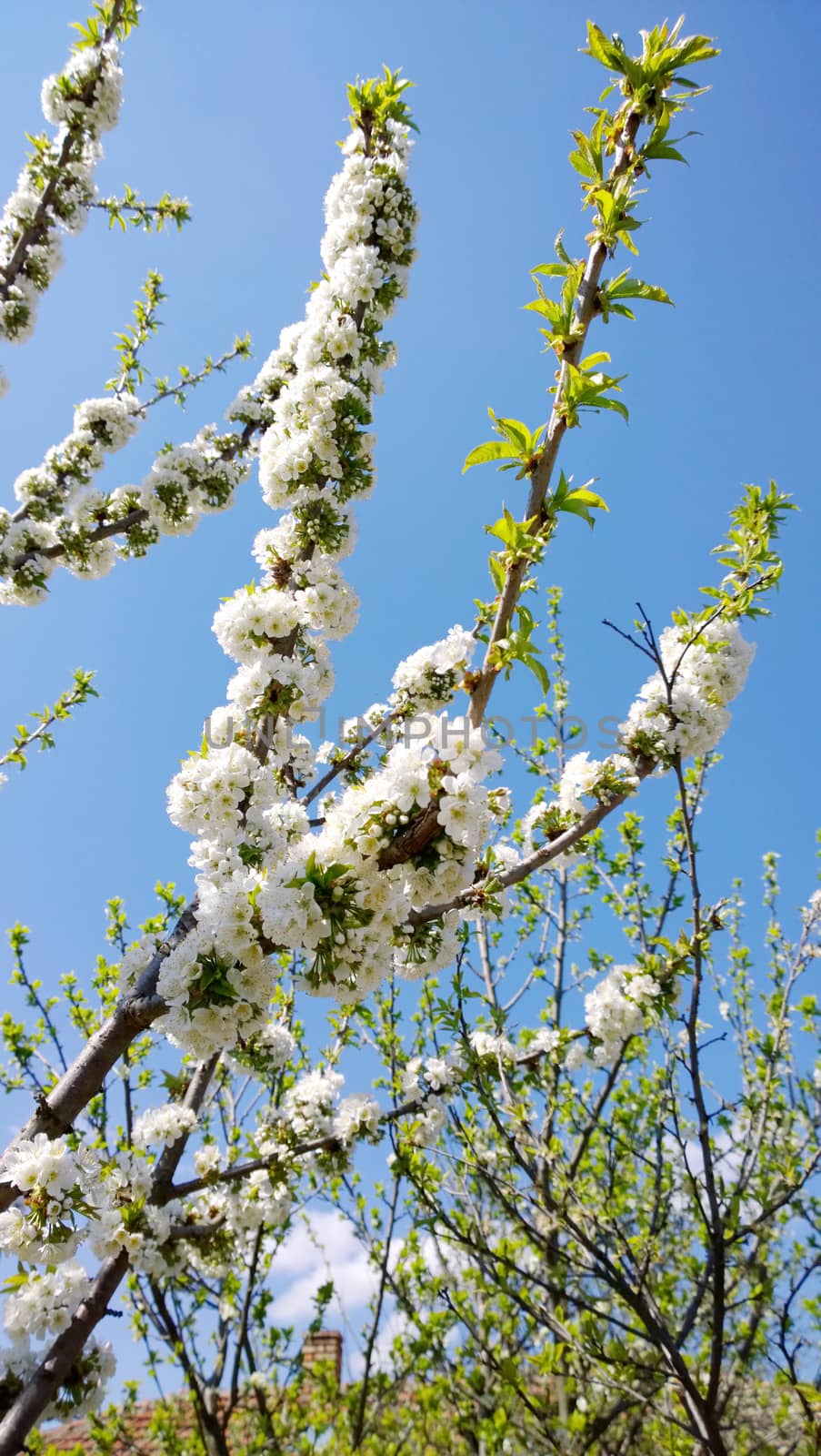 Spring Cherry Blossom.