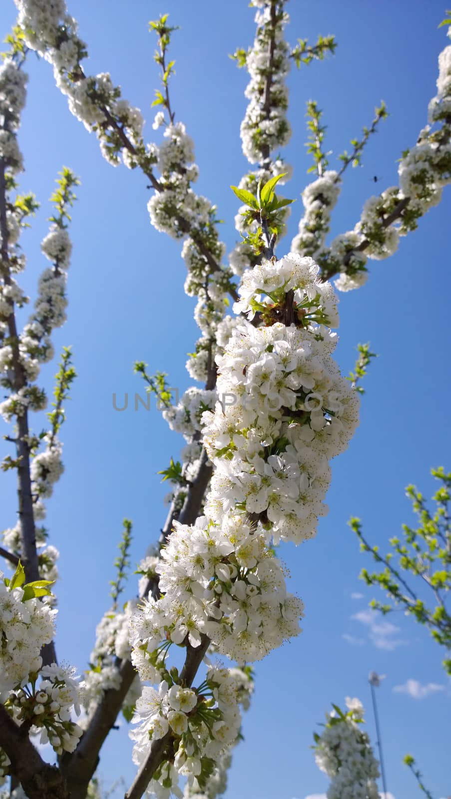 Spring Cherry Blossom.
