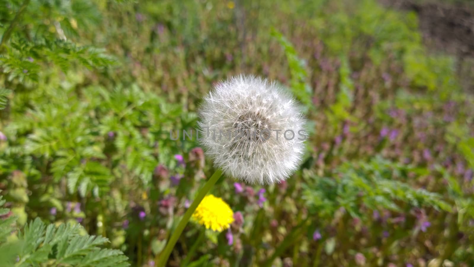 Yellow Dandelion Flowers.