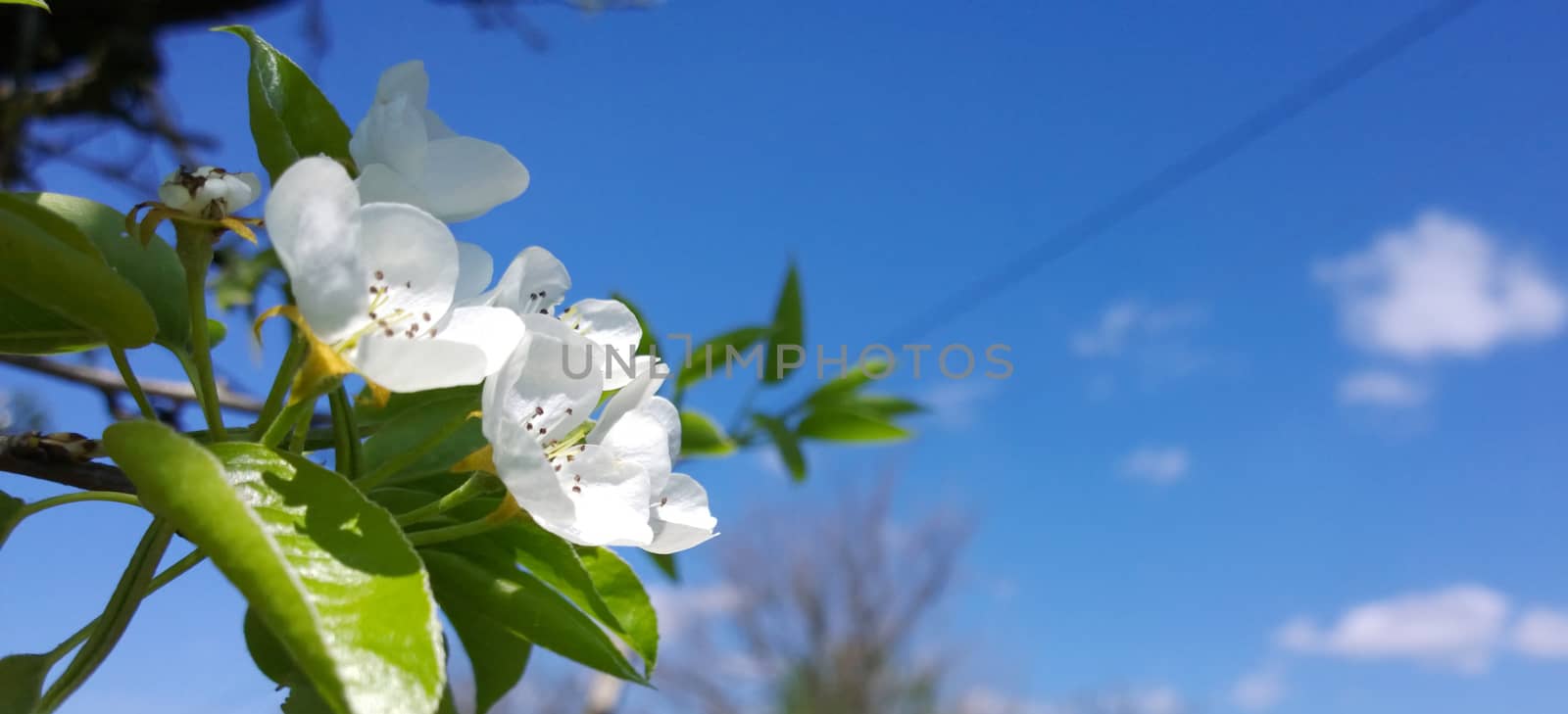 Spring Cherry Blossom.