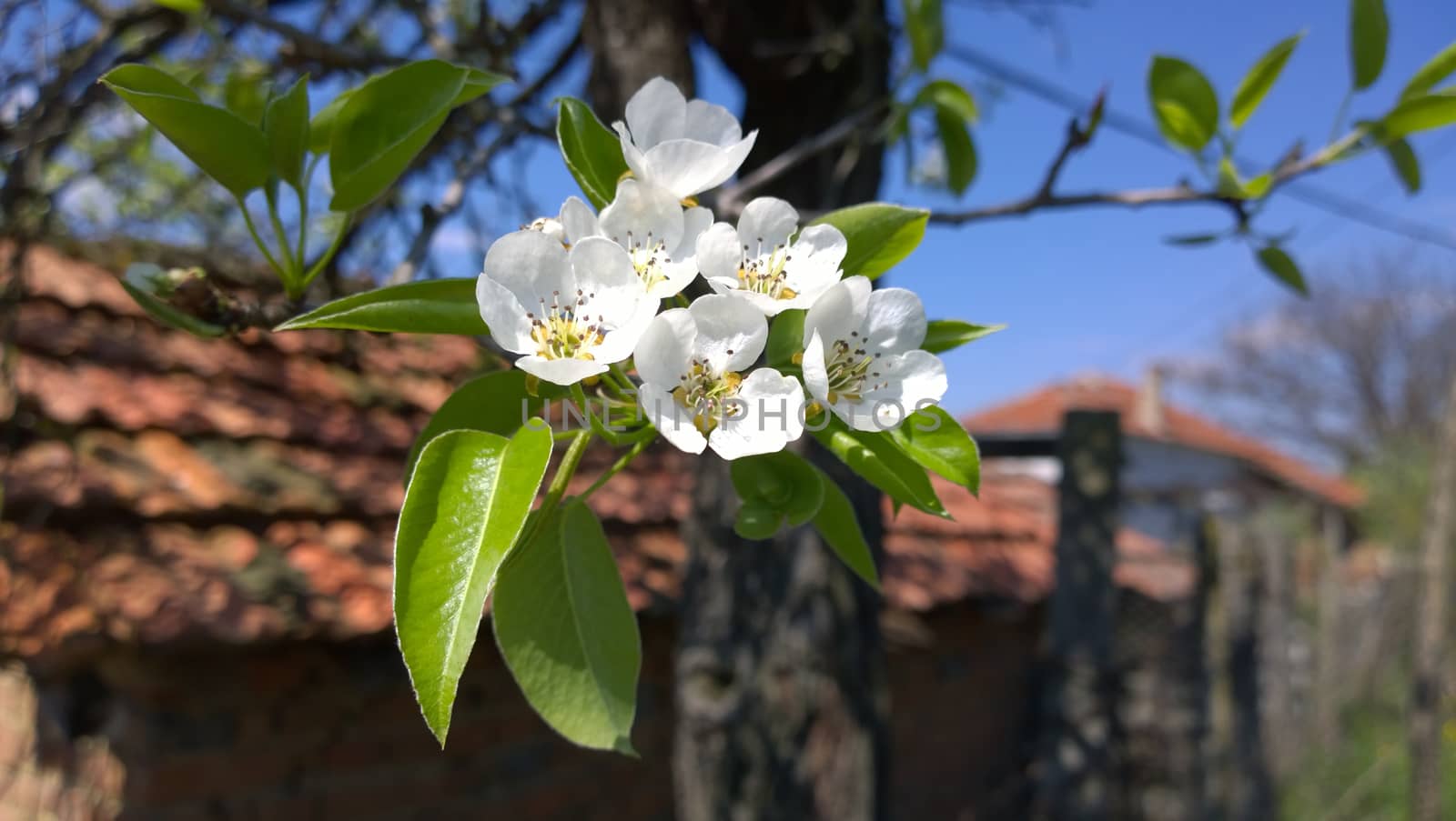 Spring Cherry Blossom.