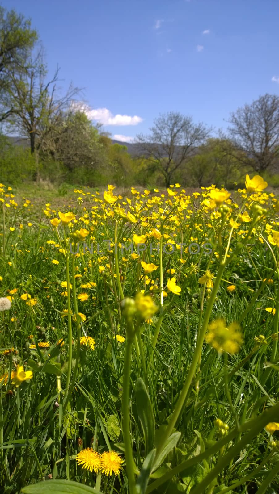 Yellow flowers.