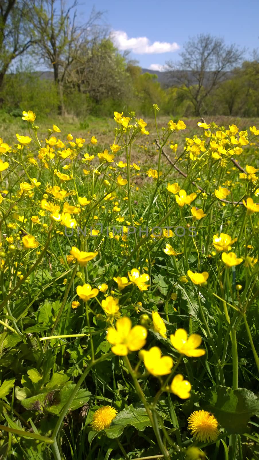 Yellow flowers.