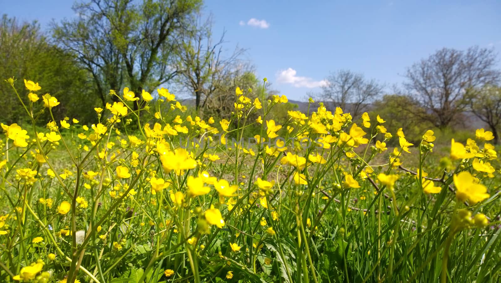 Yellow flowers.