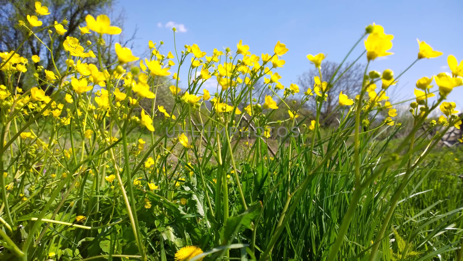 Yellow flowers.