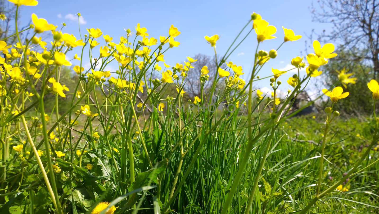 Yellow flowers.