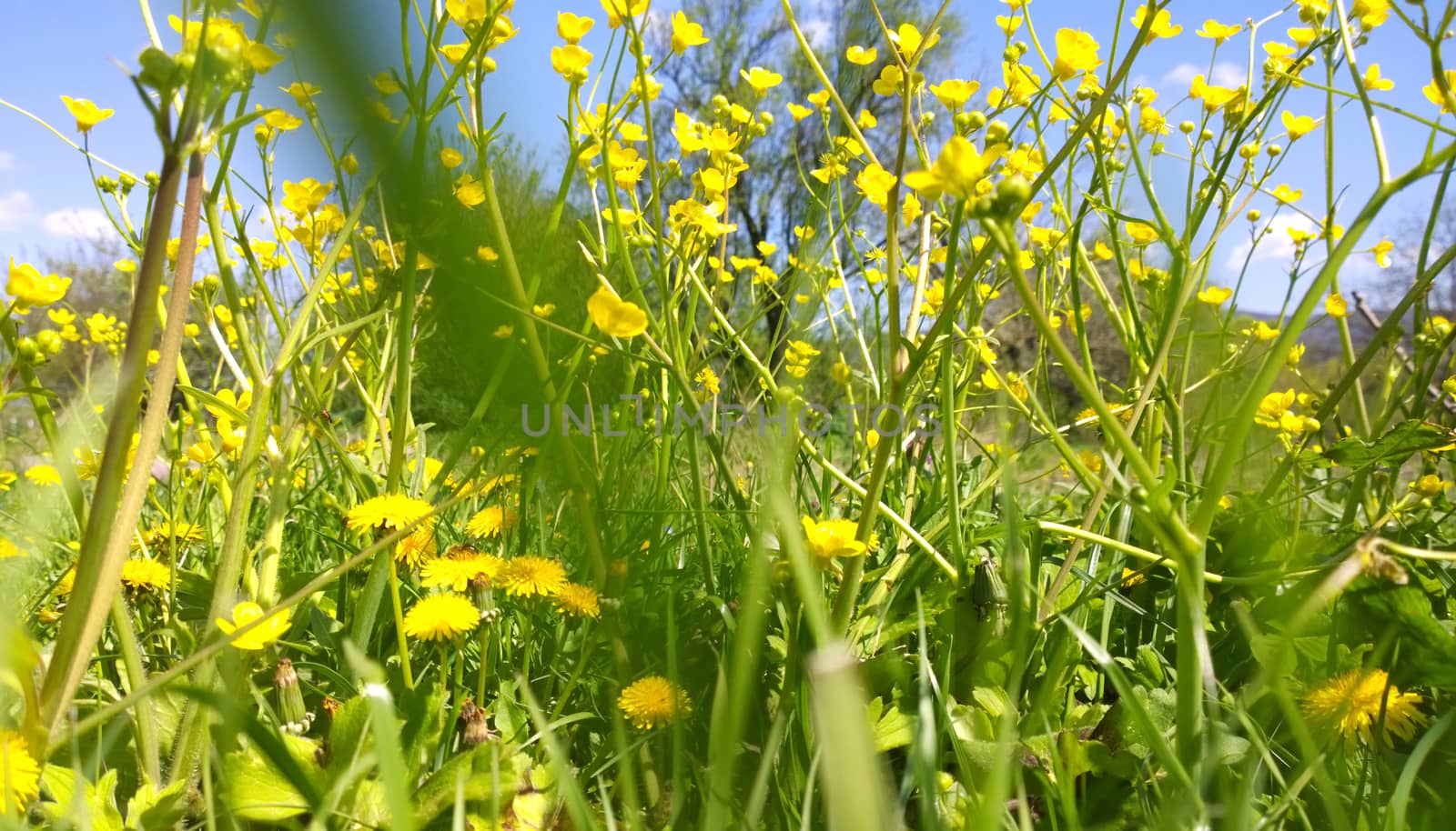 Yellow flowers.