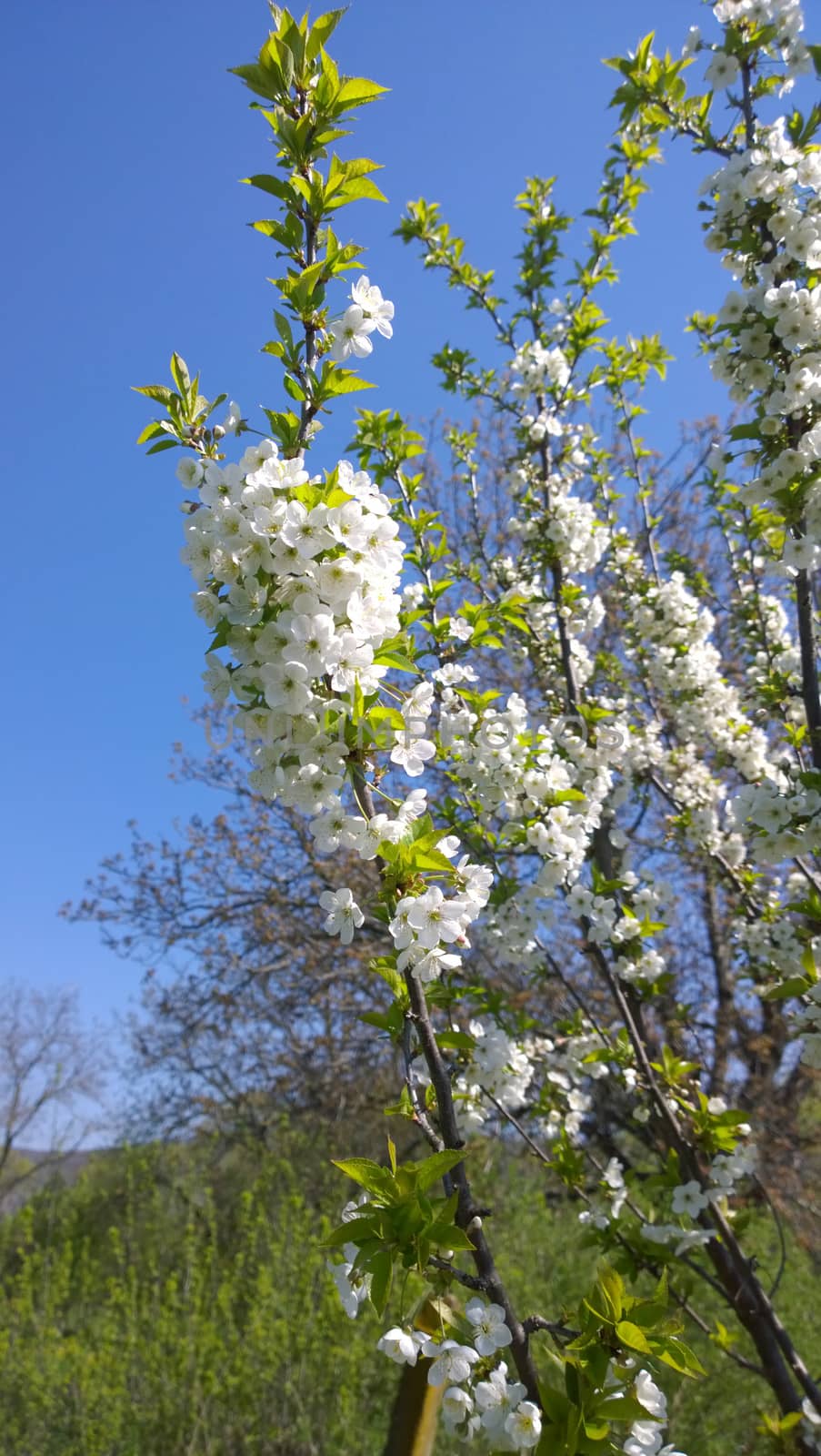 Spring Cherry Blossom.