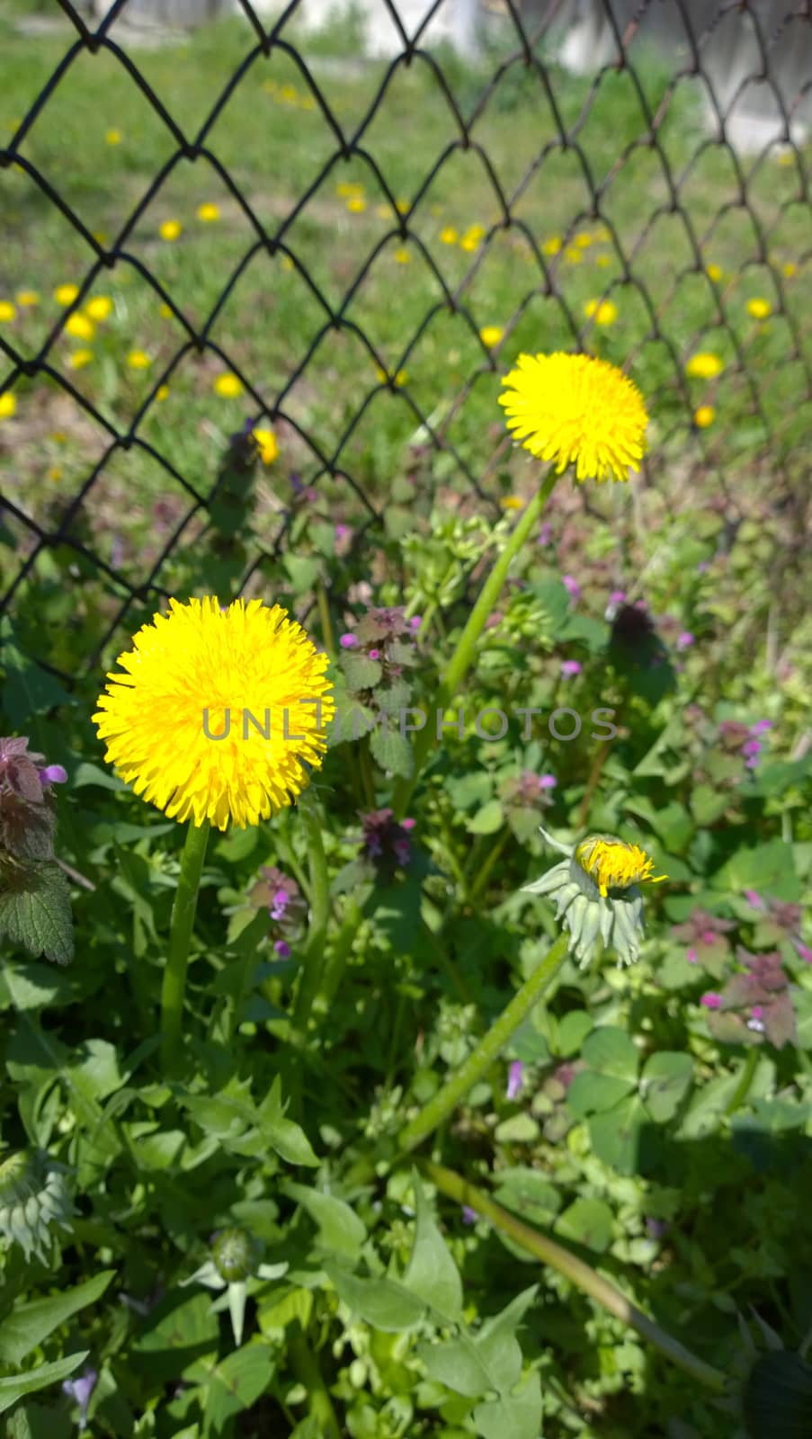 Yellow Dandelion Flowers.