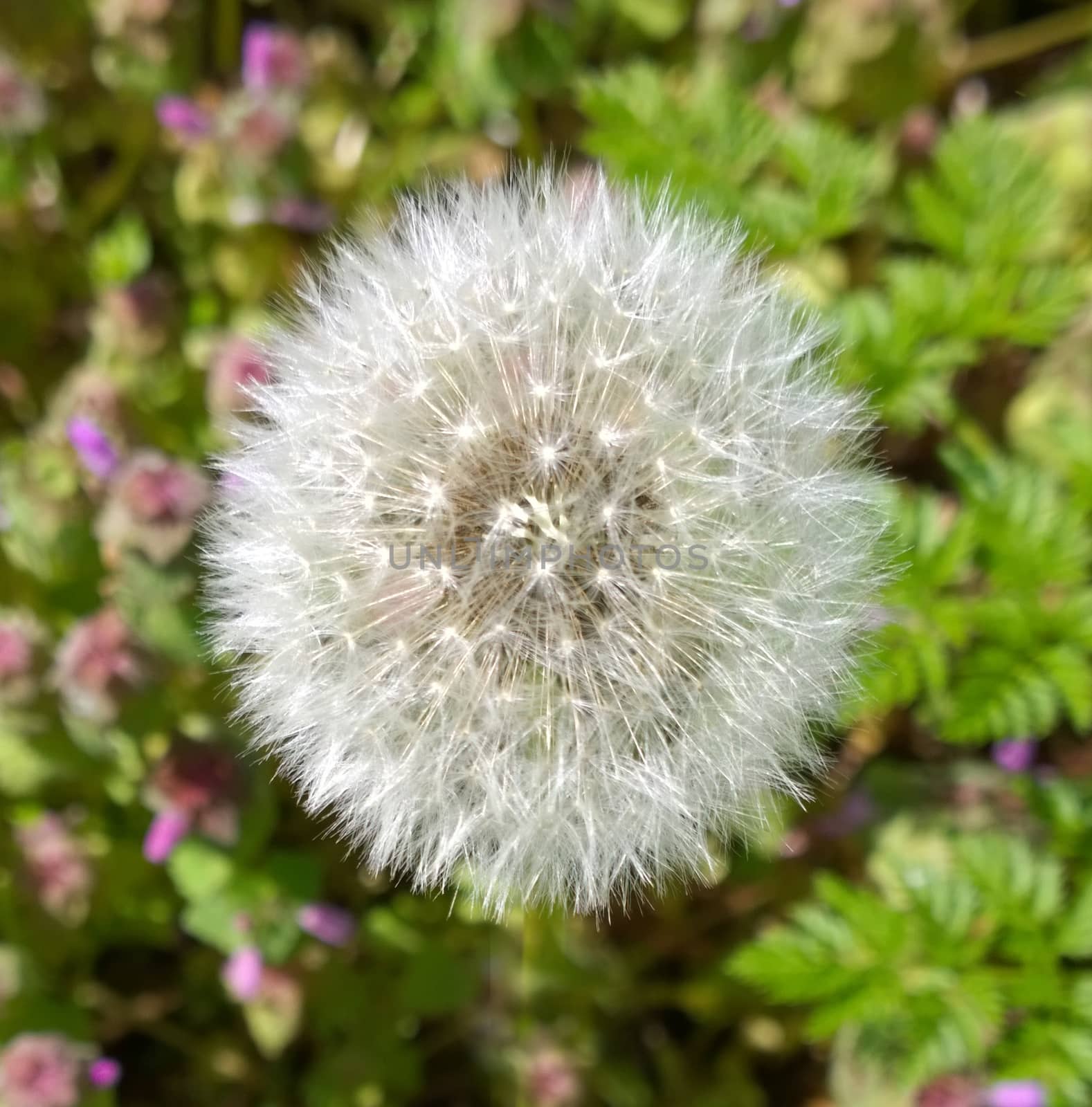 Yellow Dandelion Flowers.