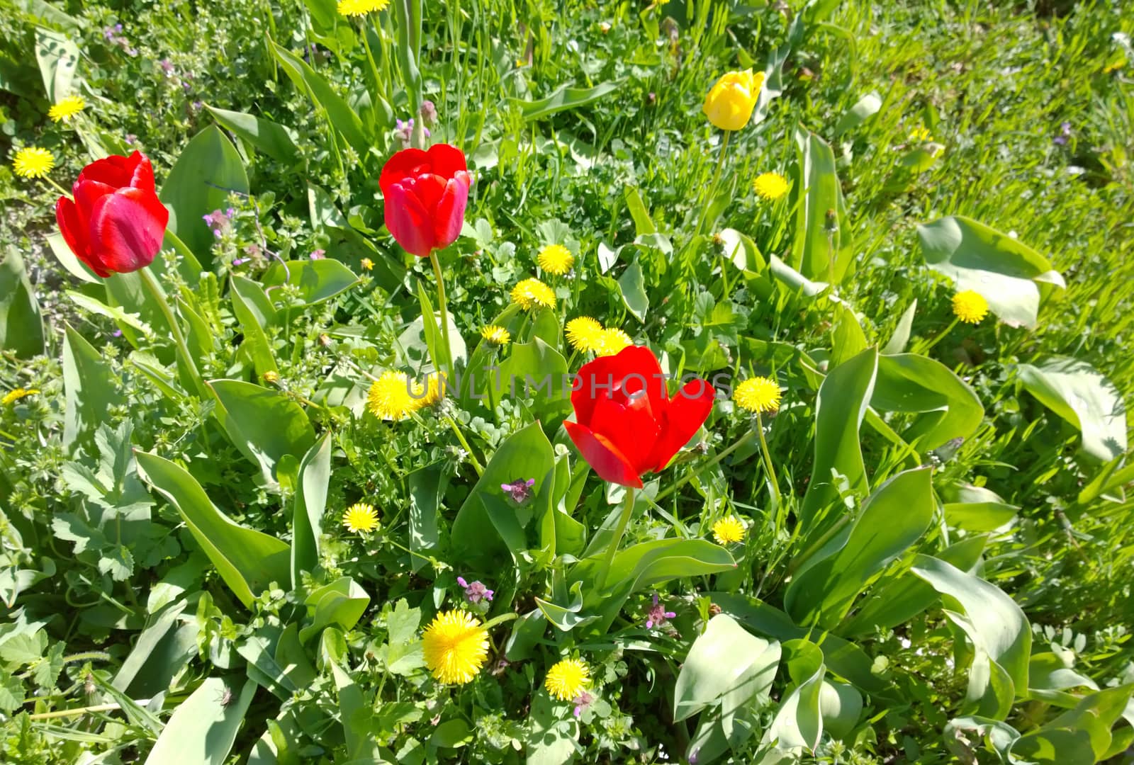 Tulips In Spring.