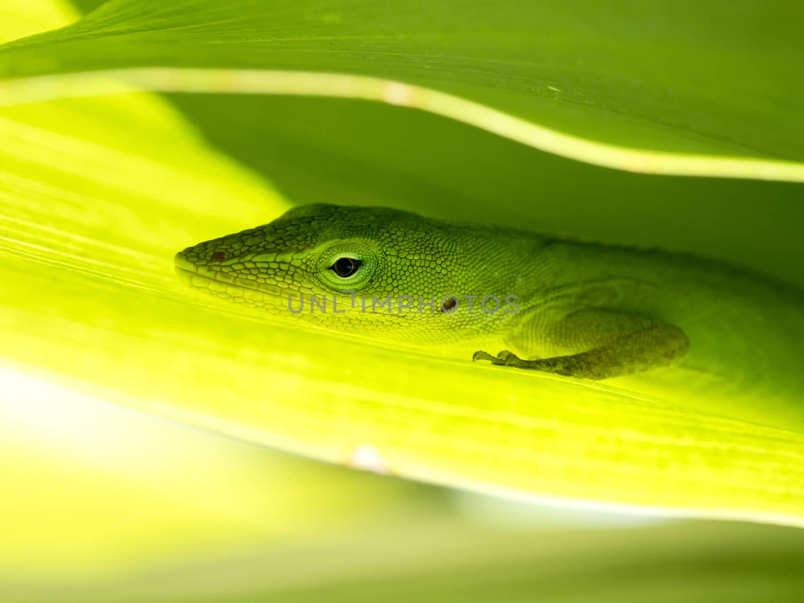 Closeup to a green lizard