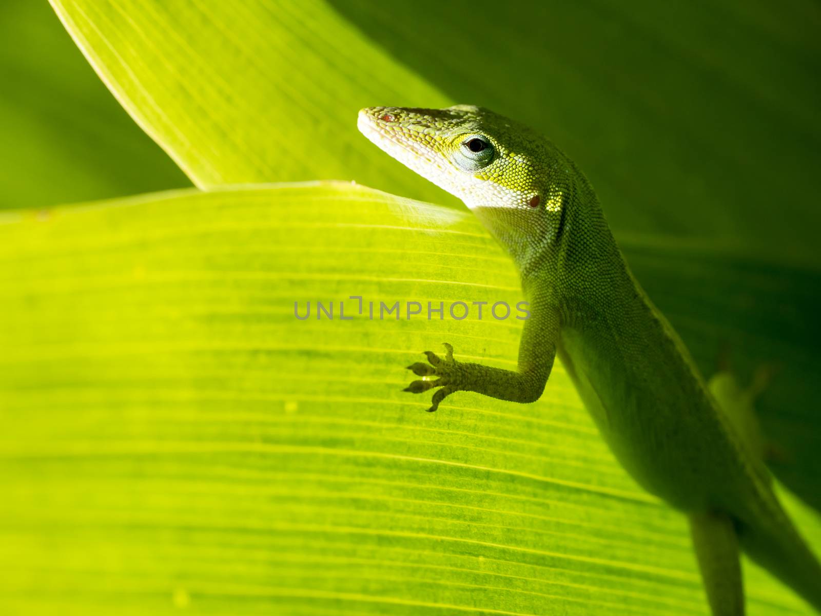 Closeup to a green lizard