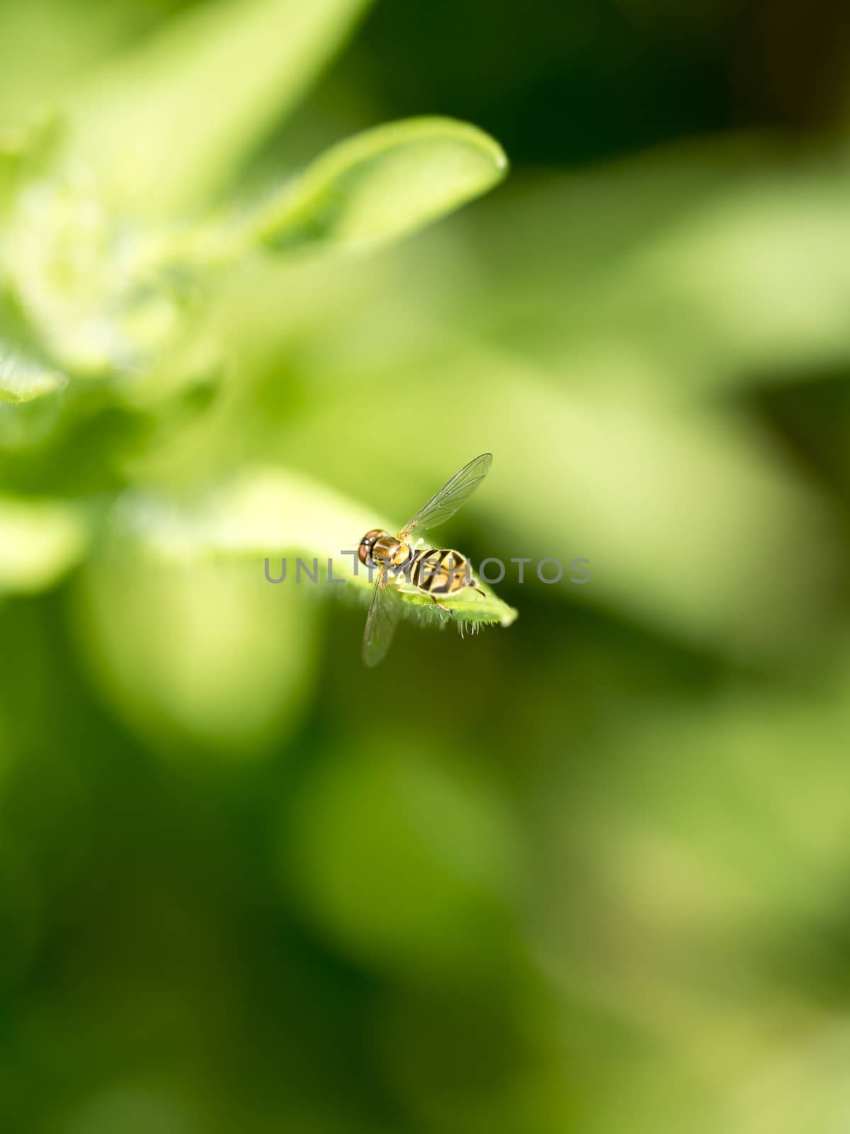 Small Fly by leieng