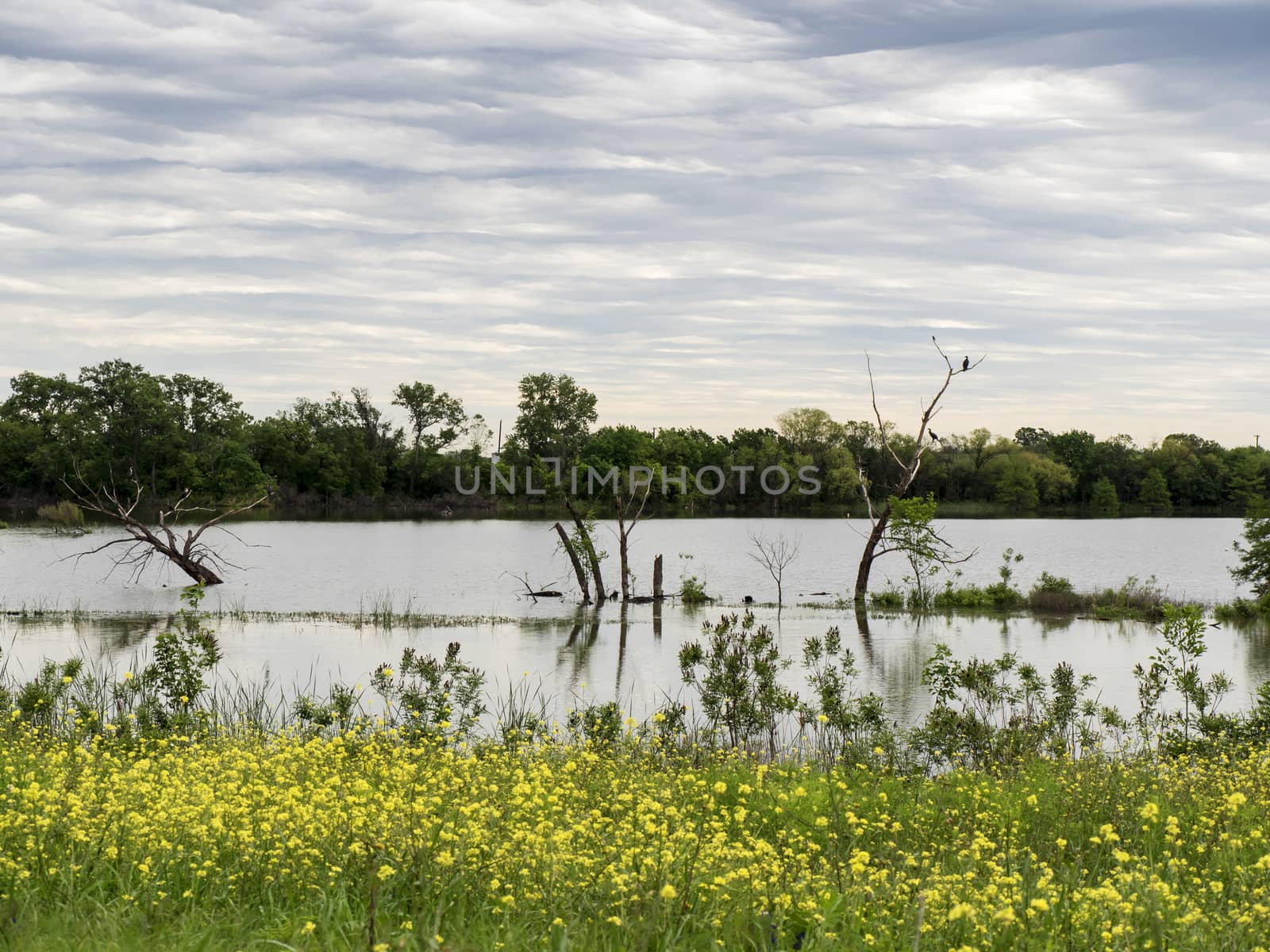 Cormorant standing on a tree, foreground are canola flowers







OLYMPUS DIGITAL CAMERA