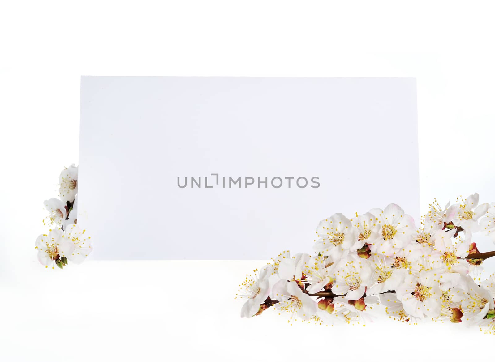 Spring greeting card with white flowers