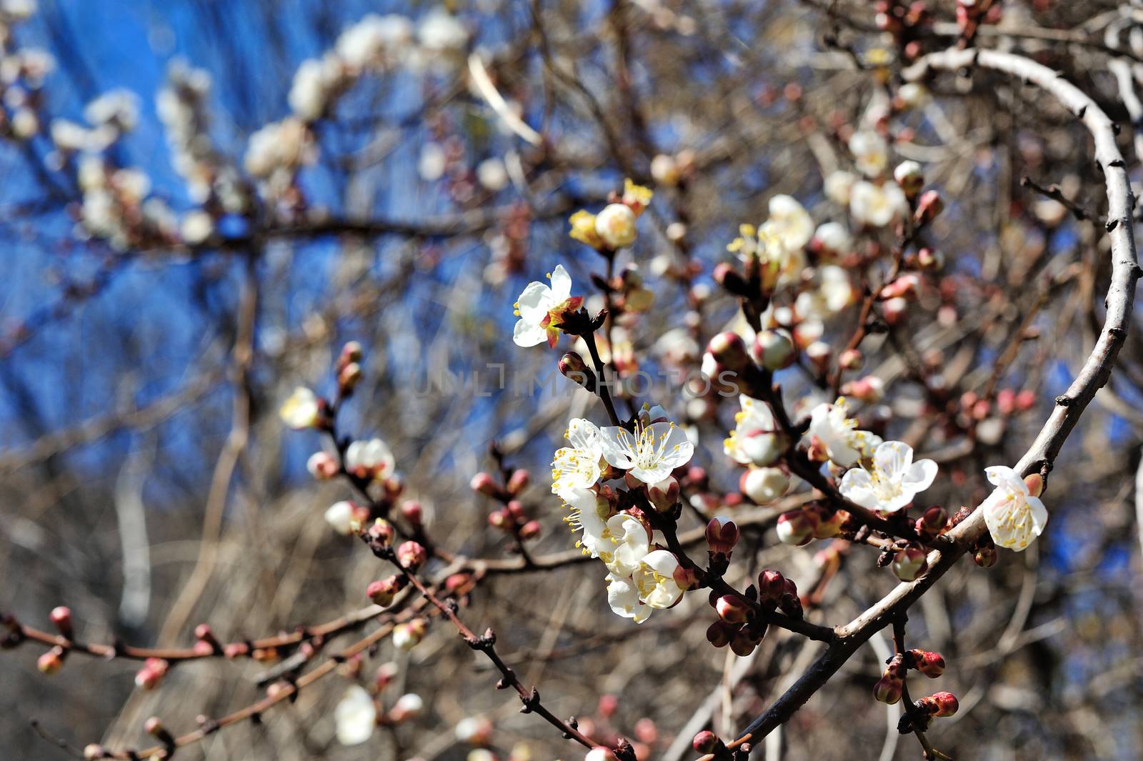 Spring flowering trees against the sky