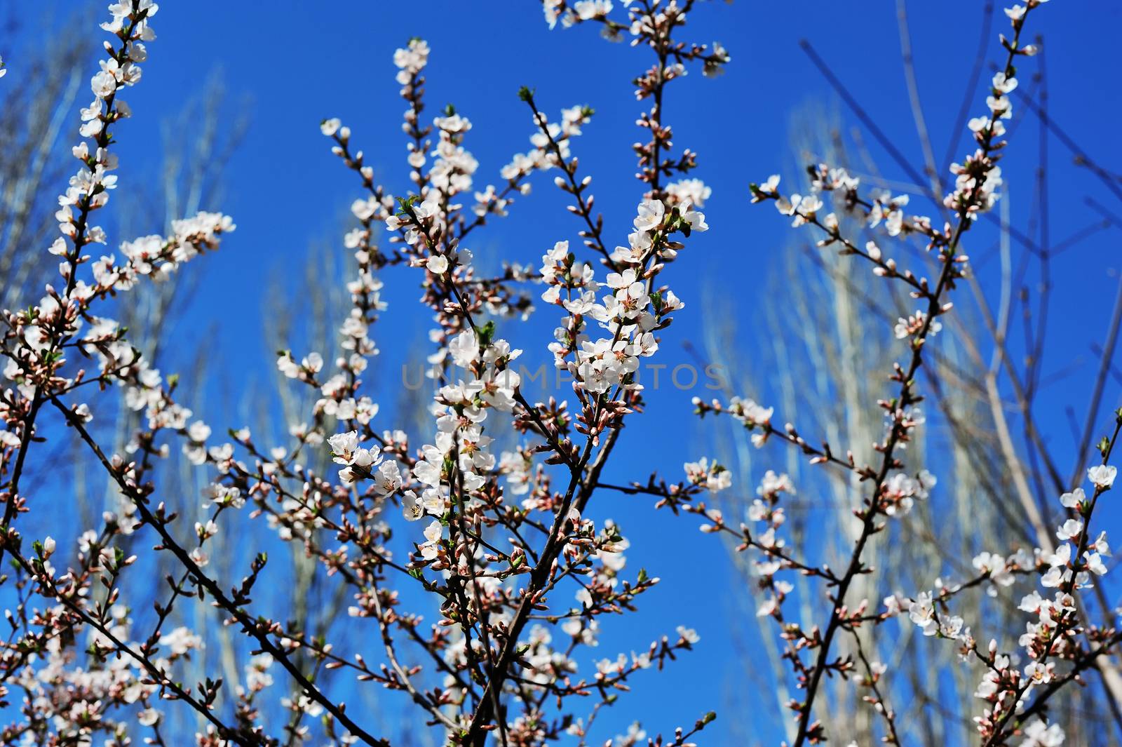 Spring flowering trees against the sky