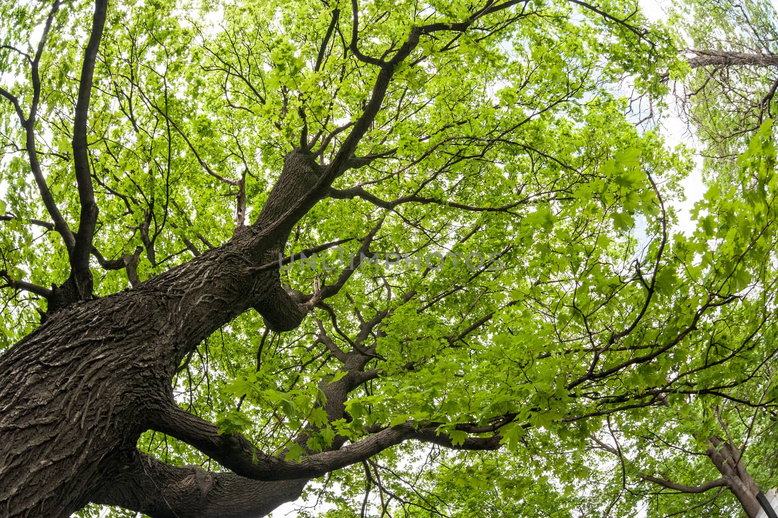 big old maple tree shot from lower point of view with fisheye lens