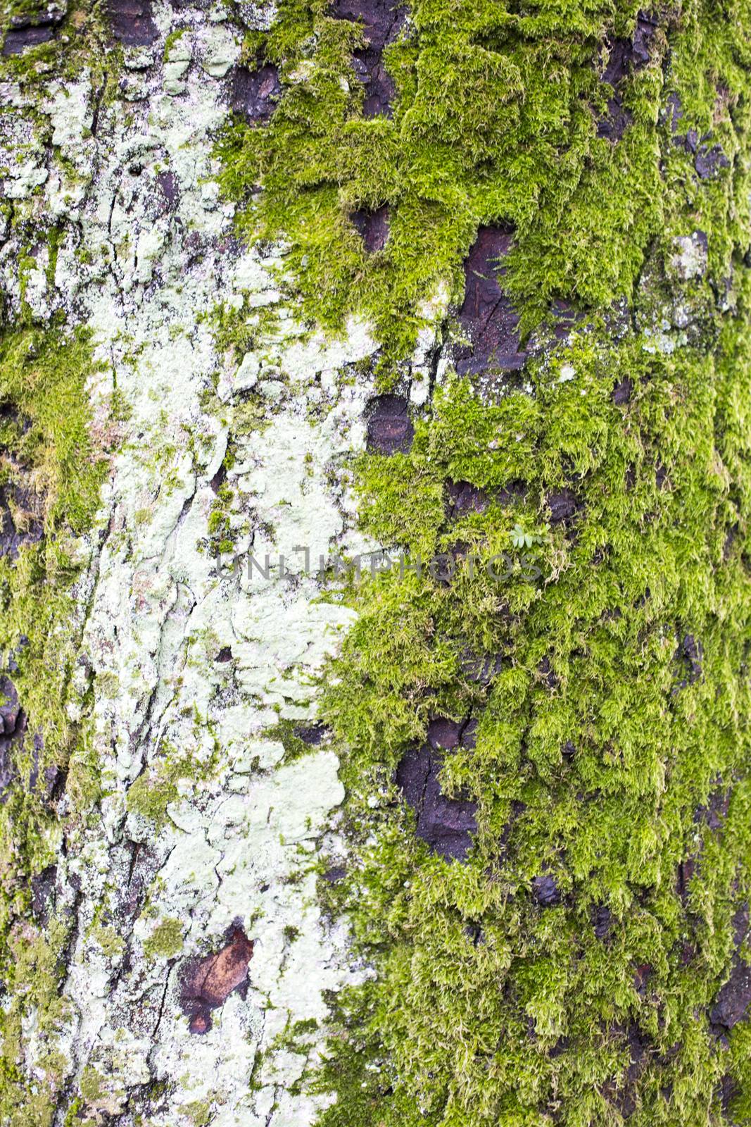 Green Moss Growth on a Tree by Whiteboxmedia