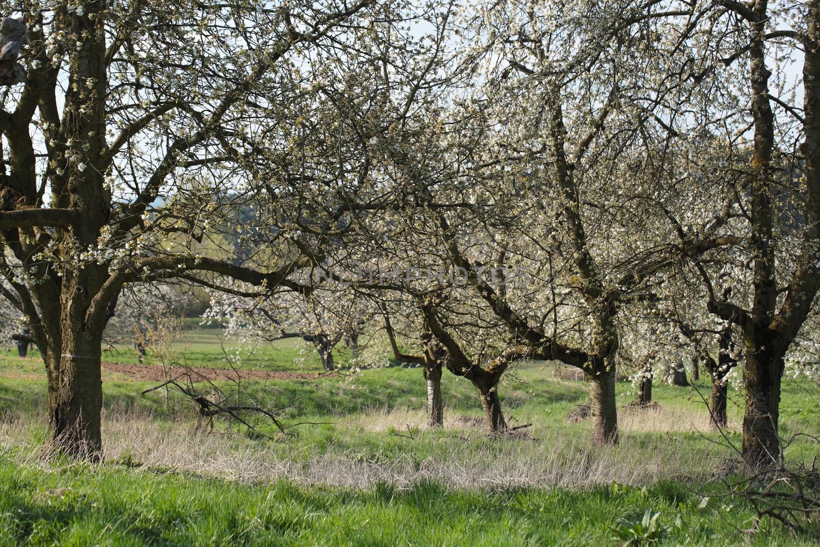 Cherry trees with blossoms in Spring.