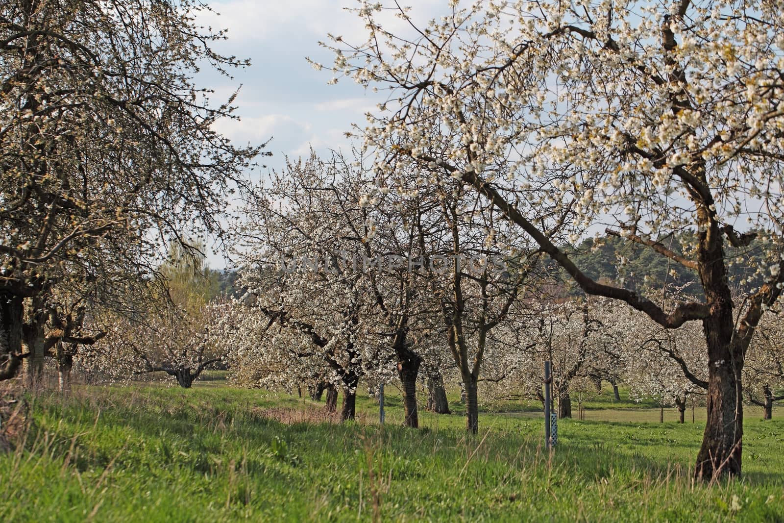 Cherry trees with blossoms in Spring.