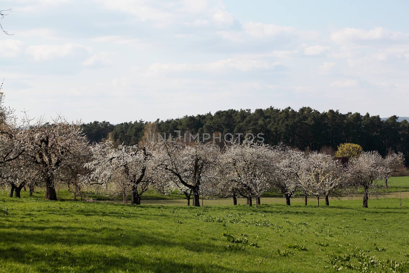 Cherry trees with blossoms in Spring.
