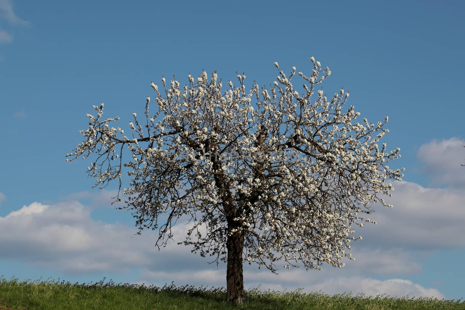 Cherry trees with blossoms in Spring.