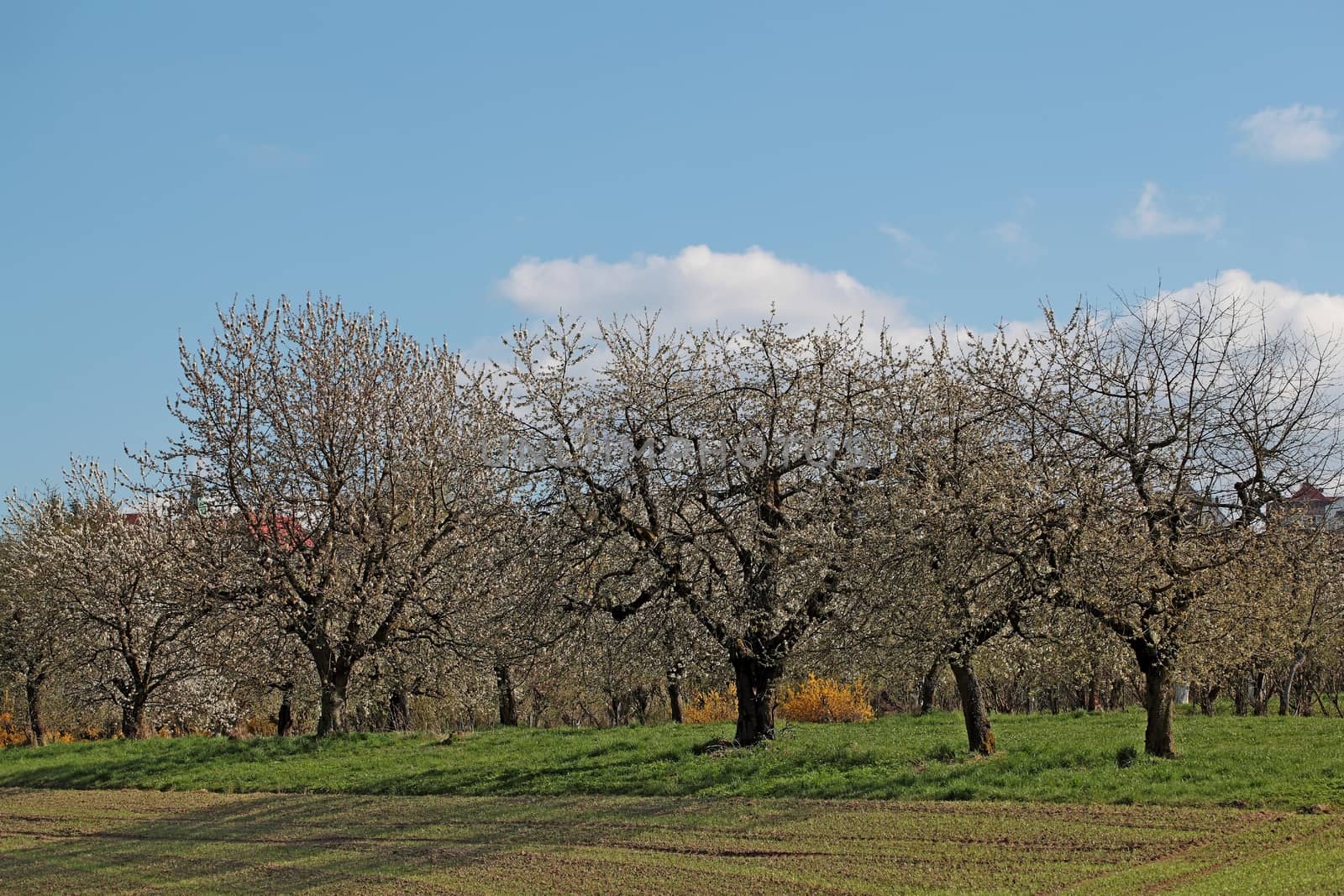 Cherry trees with blossoms in Spring.